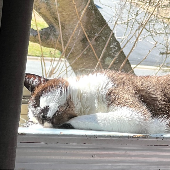 Share Show | Come Join Us Like This Post |CATSDRAGGEDITIN | Let’s Share & Sell - Picture 9 of 15